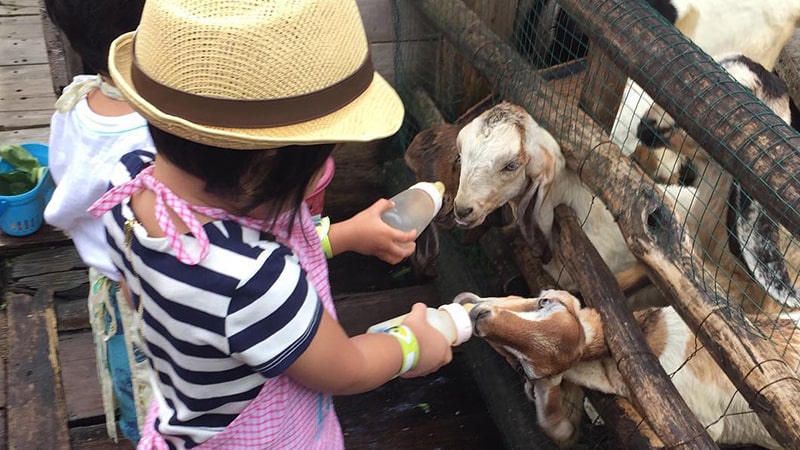 Tempat Wisata Anak di Bandung - Lactasari Mini Farm