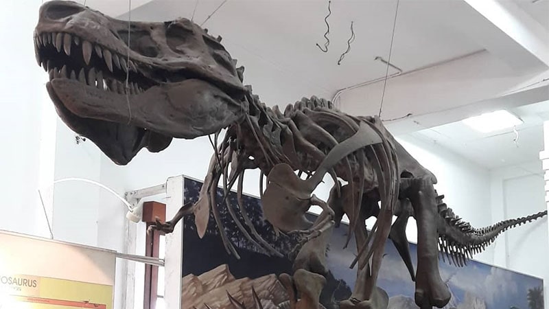 Tempat Wisata Murah di Bandung - Fosil Dinosaurus di Museum Zoologi Bandung