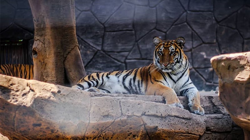 Wisata Murah Bandung - Harimau di Kebun Binatang Bandung