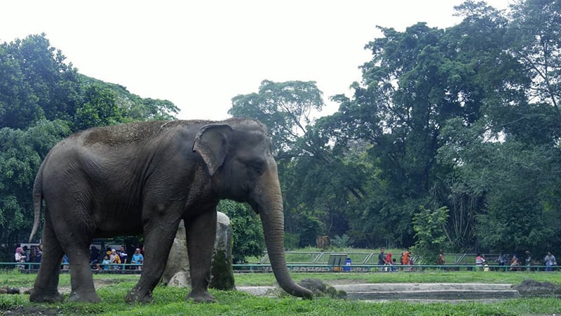 Tempat Wisata di Jakarta Selatan - Kebun Binatang Ragunan