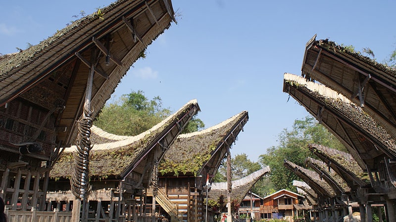 Sejarah dan Jenis Kopi - Rumah Tongkonan Khas Toraja