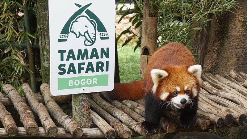 Wisata Taman Safari Indonesia - Panda Merah