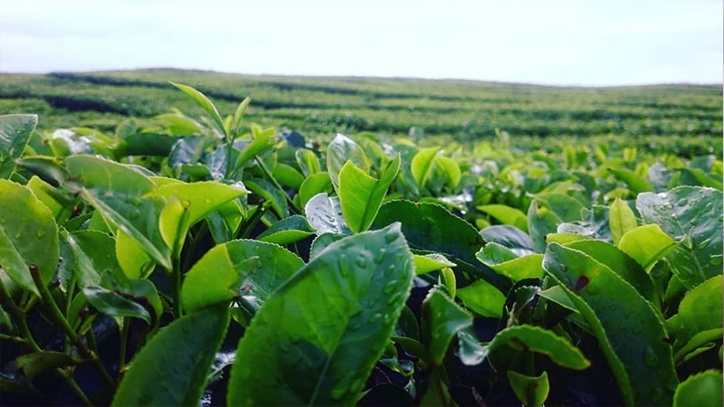jenis jenis teh di Indonesia - kebun teh kayu aro