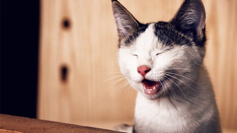 Gambar DP Lucu Banget Bikin Ngakak - Kucing Tertawa