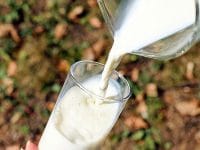Manfaat Susu Kambing Etawa - Segelas Susu